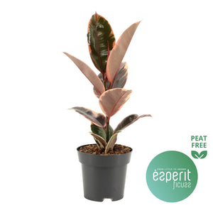 Ficus Elastica ‘El Belize’ – 14cm Pot