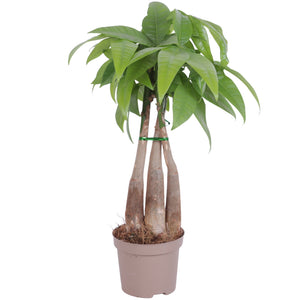 Money Tree (Pachira aquatica) – 9cm Pot