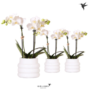 White Phalaenopsis Orchid – 9cm Ceramic Pot