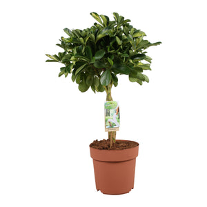 Gold Capella Umbrella Plant (Schefflera arboricola) – 21cm Pot