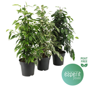 Weeping Fig (Ficus benjamina) – 17cm Pot, 70cm Height