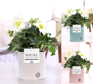 Christmas Carol Hellebore – White, 12cm Pot