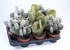 Mixed Opuntia Cactus – 10.5cm Pot, 25cm High