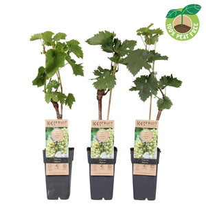 Zilga Grape Vine (Vitis vinifera) – 15cm Pot