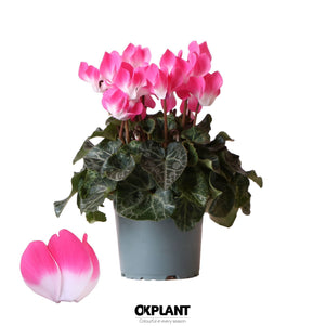 Purple-Flamed Cyclamen persicum – 12cm Pot