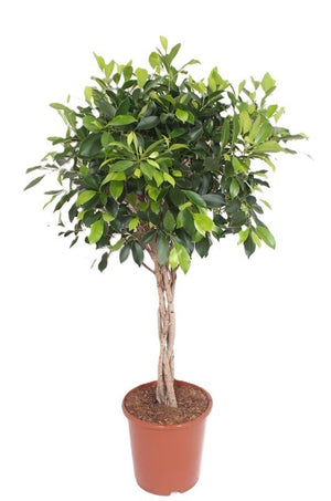 Braided Ficus Nitida Tree (Ficus microcarpa) – 27cm Pot