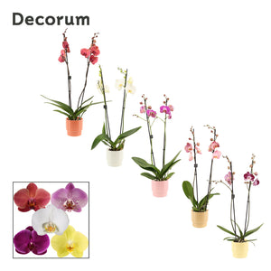Mixed Phalaenopsis Orchid – 2 Stem, 12cm Ceramic Pot