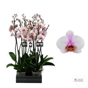 White Phalaenopsis Orchid ‘Madrid’ – 2 Stem, 12cm Pot