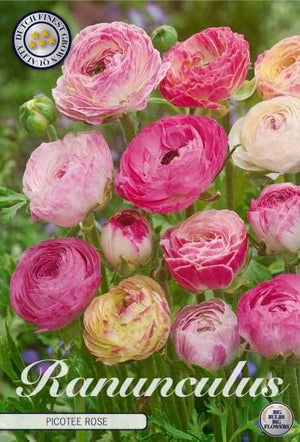 Ranunculus Picotée Rose Flower Bulbs – 6/7