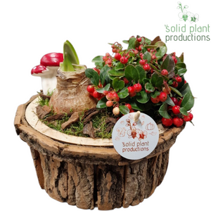 Amaryllis Bark Arrangement – 22cm Oval Pot