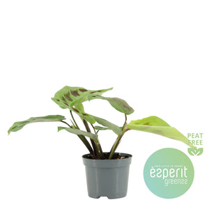 Prayer Plant (Maranta leuconeura kerchoveana) – 8.5cm Pot