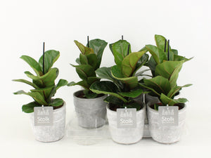 Fiddle Leaf Fig (Ficus lyrata) – 13cm Stone-Effect Pot