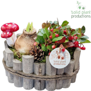 Red Amaryllis Arrangement – 22cm Oval Wooden Pot