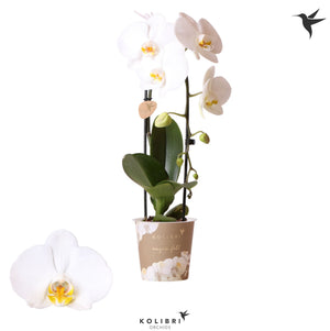 White Phalaenopsis Orchid – 12cm Pot, 45cm Tall