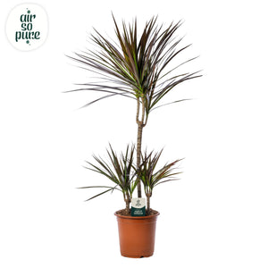 Dragon Tree (Dracaena marginata) – 21cm Pot, Approx. 90cm