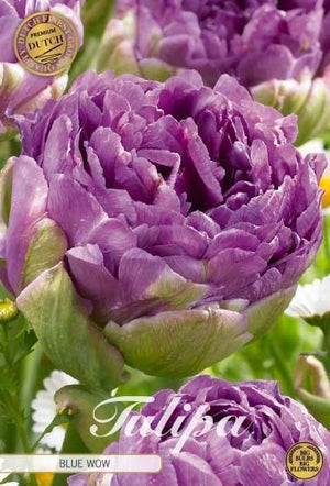Blue Wow Double Late Tulip Bulbs – 12cm+