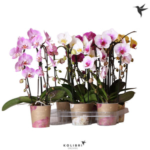 Mixed Phalaenopsis Orchid – 2 Stem, 12cm Pot