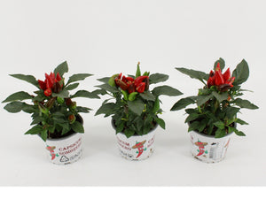 Red Capsicum ‘An Sombrero’ Chilli Plant – 10.5cm Pot
