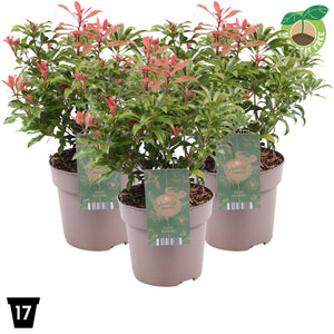 Japanese Mountain Fire Pieris – 17cm Pot