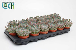 Echeveria Apus Succulent – 8.5cm Pot