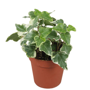 English Ivy (Hedera helix) – 9cm Pot
