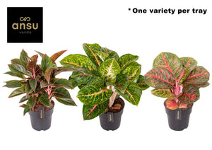 Aglaonema Red Surprise – 19cm Pot, 50cm High