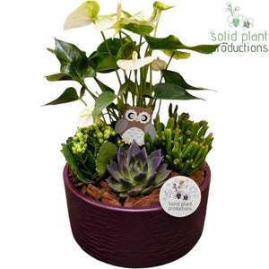 Stella Green Orange Echeveria Arrangement – 22cm Pot