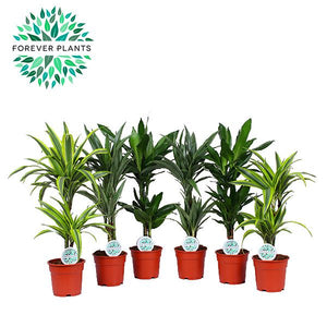 Corn Plant (Dracaena fragrans) – 17cm Pot, 65cm Tall