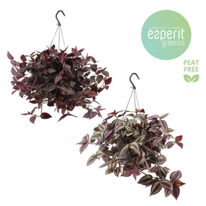 Mixed Tradescantia Houseplant – 17cm Pot