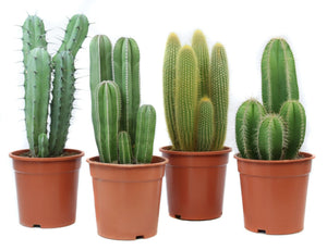 Mixed Canary Islands Cactus Collection – 24cm Pot