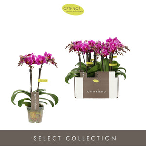 Mini Phalaenopsis Orchid ‘Fay’ – 2 Stems, 7cm Pot
