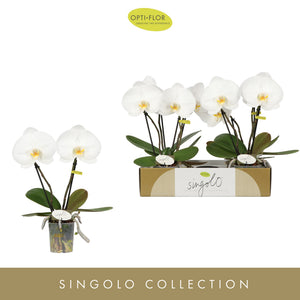 White Phalaenopsis Orchid ‘Singolo Tosha’ – 9cm Pot