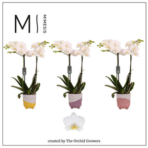 White Phalaenopsis Orchid – 2 Stem, 12cm Ceramic Pot