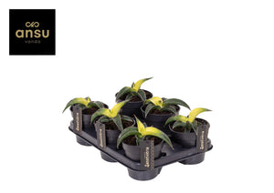 Sansevieria 'Star Canary' – 12cm Pot