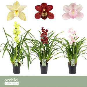 Cymbidium Orchid – 14cm Pot, Approx. 65cm Tall