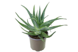 Aloe arborescens – 12cm Pot, 25cm High