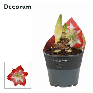 White Hippeastrum ‘Arctic White’ – 14cm Pot