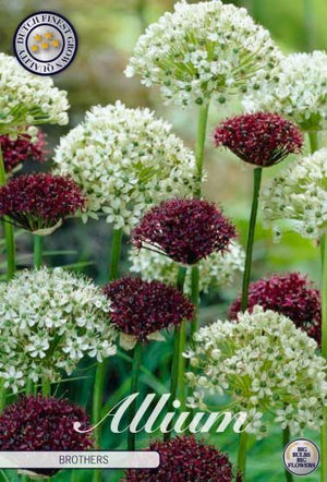 Allium ‘Brothers’ Flower Bulbs – Mixed Colours, 5 Bulbs