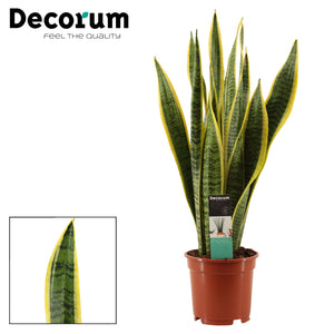 Snake Plant ‘Laurentii’ (Sansevieria trifasciata) – 17cm Pot
