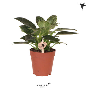 Philodendron ‘White Measure’ – 9cm Pot, 20cm High