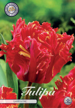 Tulip ‘Parrot Garden Fire’ Flower Bulbs – 7 Bulbs
