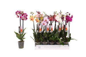 Mixed Phalaenopsis Orchid – 12cm Pot, 50cm High