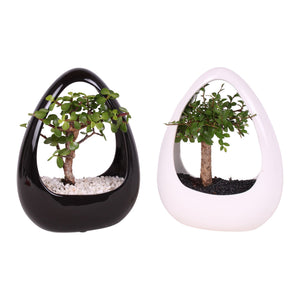 Indoor Bonsai in Black Ceramic Ikebana Pot – 19cm
