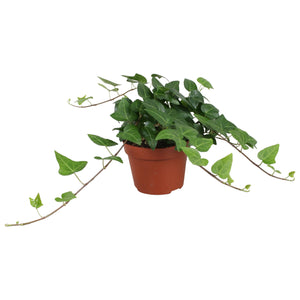 Green English Ivy (Hedera helix) – 13cm Pot