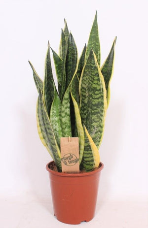 Sansevieria trifasciata ‘Futura Superba’ – 17cm Pot