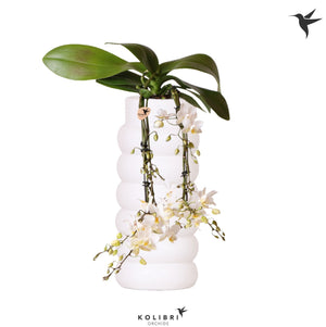 White Phalaenopsis Orchid – 9cm Ceramic Pot