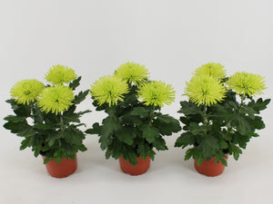 White Chrysanthemum ‘Anastasia’ – 12cm Pot