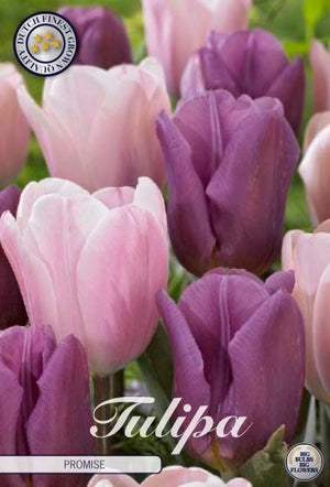 Tulipa ‘Garden Promise’ Tulip Bulbs – Pack of 10