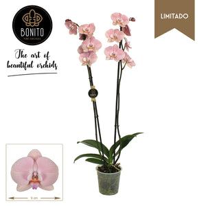 White Phalaenopsis Orchid – 2 Stem, 12cm Pot