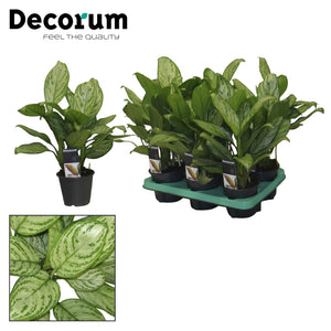 Aglaonema ‘Christina’ Chinese Evergreen – 12cm Pot